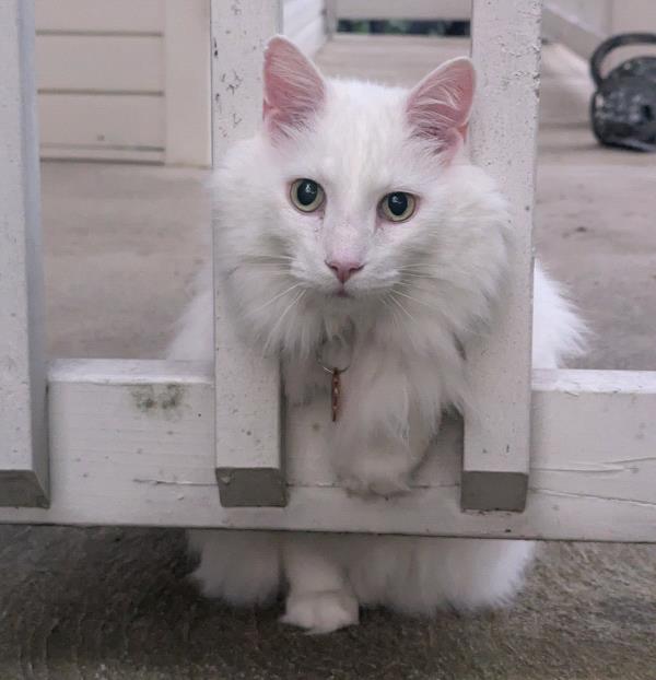 /Images/uploads/Cat Welfare Association/CatWelfare/entries/33874thumb.jpg